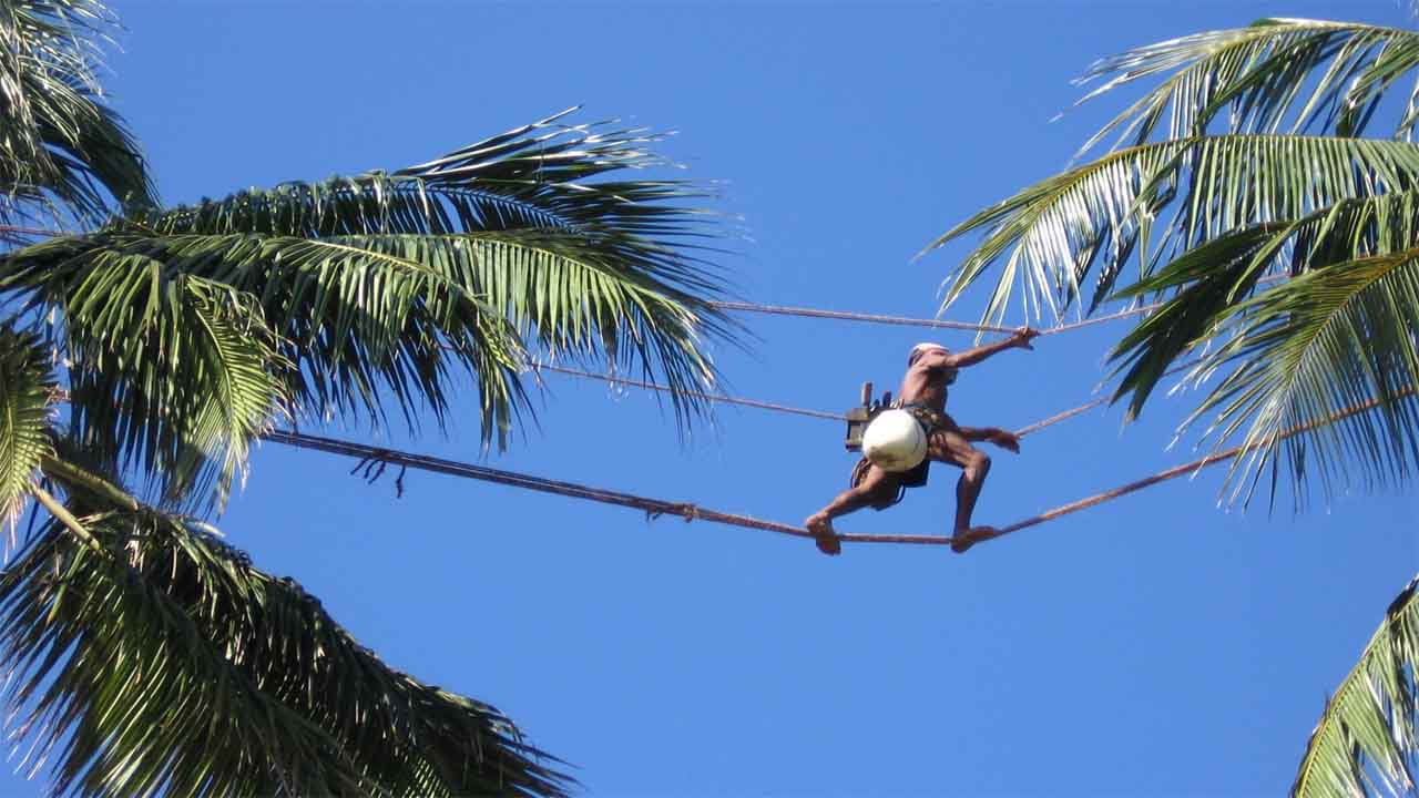 Toddy-Tapping