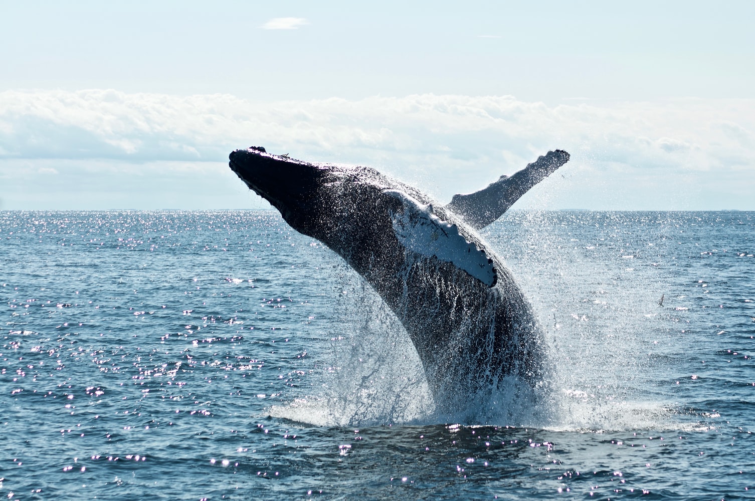whale watching 2
